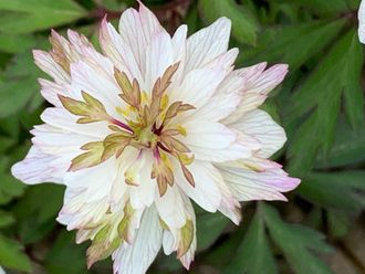 Anemone nemorosa Explosion(Взрыв) цена за один корень