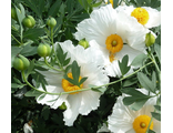 Romneya coulteri Ромнея Культера. Древовидный калифорнийский мак