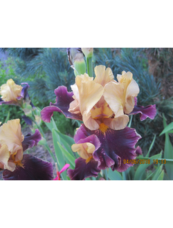 ИНТРОДУКЦИЯ С.Локтева 2019 (регистрация через Л.Розанову)