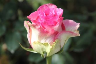 Малибу (Malibu ), срезочная,Interplant Малибу (Malibu ), срезочная,Interplant