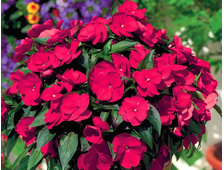 Бальзамин Новогвинейский