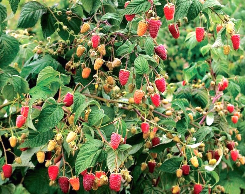 МАЛИНА - Малина ремонтантная Брянское диво