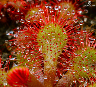 Drosera  "Dielsiana"