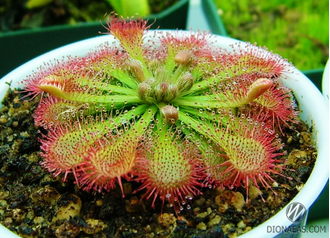 Drosera Spatulata