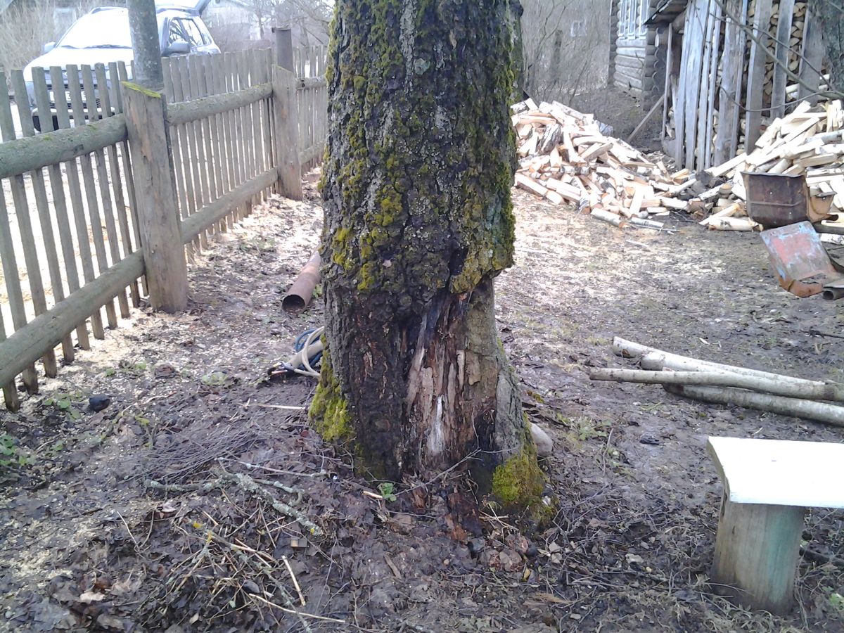 Удаление аварийного дерева Луга
