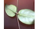 Hoya sp. DT-2, Cheingmai, Big leaves, White flower