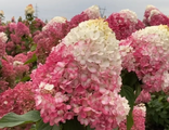 Гортензия метельчатая Строберри Блоссом С3