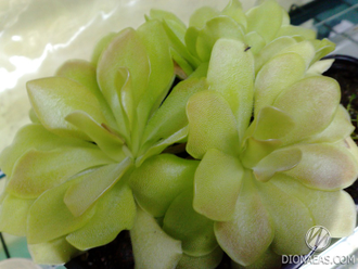 Pinguicula Sethos