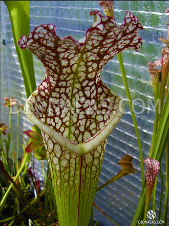 Sarracenia leucophylla Citronelle