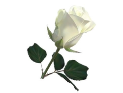 Роза белая высота 60см.