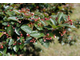 Кизильник блестящий (Cotoneaster lucidus)(80-120/5л)