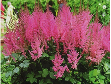 Астильба, микс