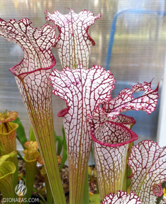 Sarracenia Leucophylla Helmut´s Delight