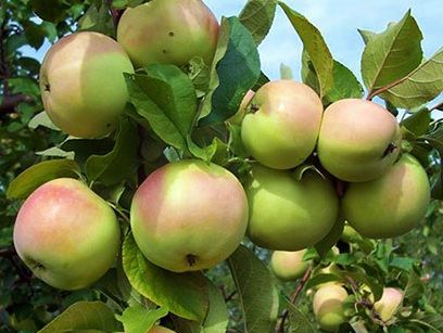 яблоня кутузовец фото онлайн яблоня кутузовец фото