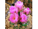 Gymnocalycium neuhuberi