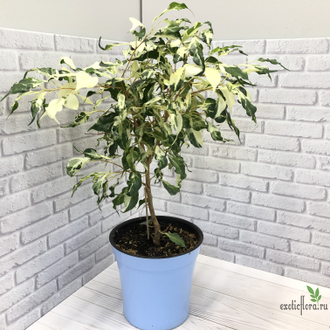 Ficus Benjamina ‘Curly’ / фикус Кёрли