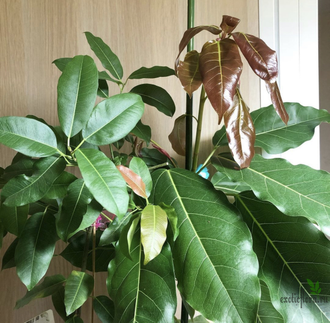 Ficus Superba = Fiсus sр.(T30) Nаkorn Раthom Thаiland / фикус суперба