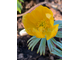 Eranthis longistipitata