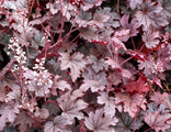 Гейхерелла гибридная "Плум каскат" С1
