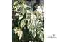 Ficus Erecta variegata / фикус эректа вариегатный