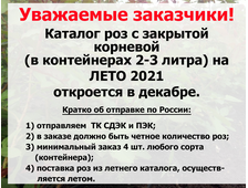 Подворье Интернет Магазин Саженцев Каталог 2021 Роз