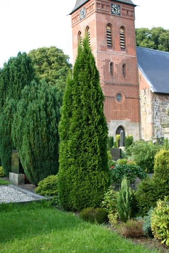 Туя западная Смарагд (Thuja occidentalis Smaragd) (60-80)