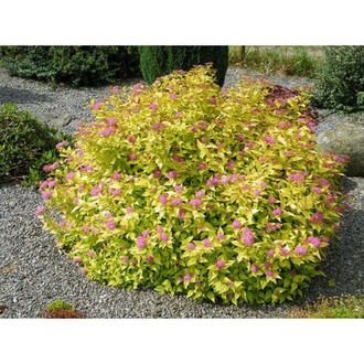 Голдмаунд спирея японская (Spiraea japonica Goldmound)(20-40/3л)