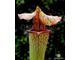 Sarracenia hybrid 9