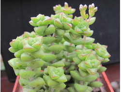 Crassula rupestris