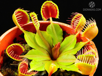 Dionaea muscipula Cupped trap