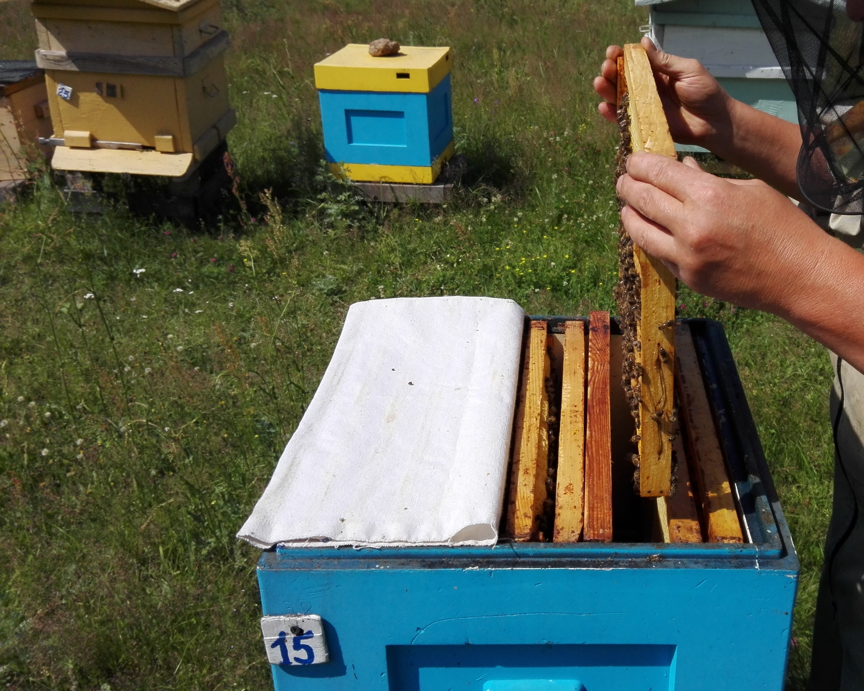 Пчелопакеты для начинающих пчеловодов