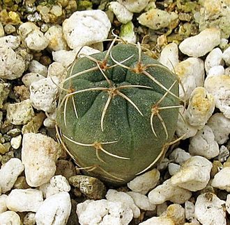 Gymnocalycium baldianum VG 183