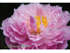 Paeonia pink charmer