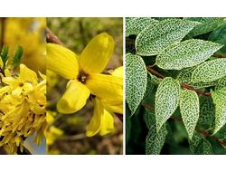 Форзиция корейская Комсан (Forsythia koreana Kumson...)