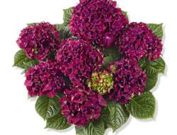 Роял Ред Перпл (Hydrangea macrophylla Royal Red Purple). Контейнер С-2