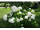 Анабель гортензия  древовидная(Hydrangea arborescens Annabelle)