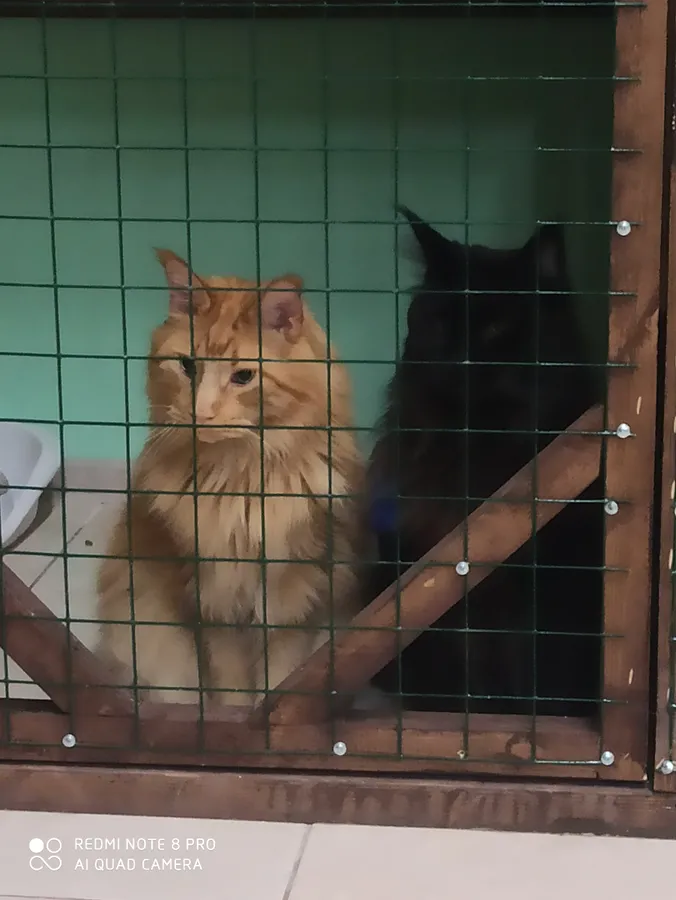 Мейнкуны Оскар и Август