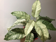 Ficus Altissima ‘New Clon’