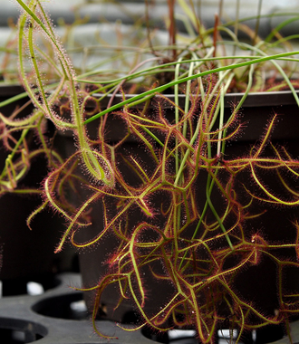 Drosera "Binata Extrema Multifida"