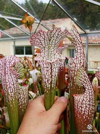 Sarracenia Leucophylla pink and purple pitchers,  vigorous and tall plant