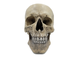 череп, человека, человеческий, голова, труп, мертвец, кости, скелет, Skull, страх, черепок, зубы