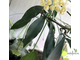 Hoya Mirabilis 'Clone B'