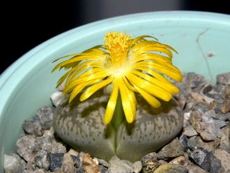 Lithops gesinae v.annae C078 - 10 семян