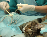 Хирургия животных