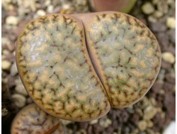 Lithops bromfieldii v.insularis C043 (MG)  - 10 семян