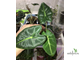 Alocasia Micholitziana 'Frydek' / Алоказия Мишольца Фрайдек