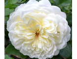 Роза английская Транквилити
