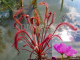 Drosera Capensis Red Leaf