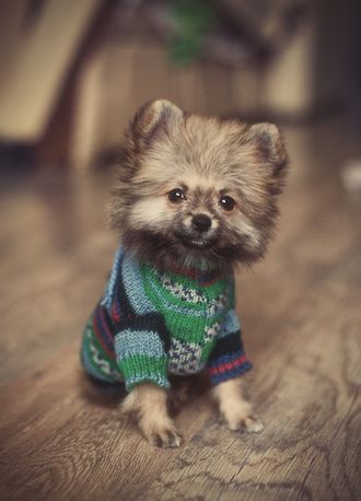 D0204 Пес в свитере