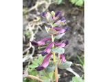 Corydalis h. &quot;Purple Faiis&quot;